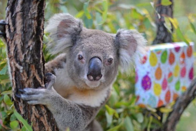Koala, binatang endemik Australia, populasinya tertekan akibat kebakaran hutan.