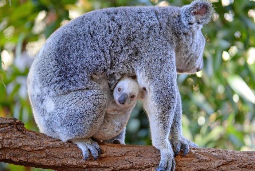 Koala putih 