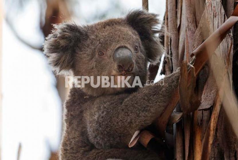 Koala terancam punah