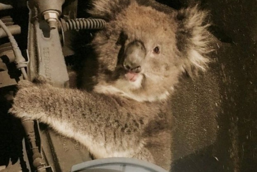 Koala yang terjebak dalam poros roda mobil dan menempuh perjalanan 16 km.