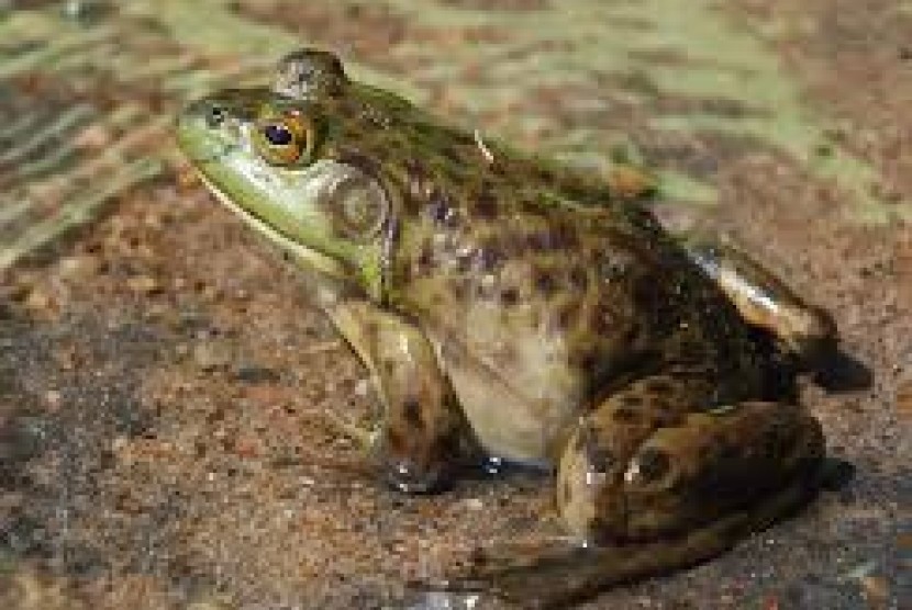 Populasi katak 'chicken frog' asal Dominika turun drastis, dan menjadi fenomena kepunahan hewan tercepat yang pernah tercatat ilmuwan.