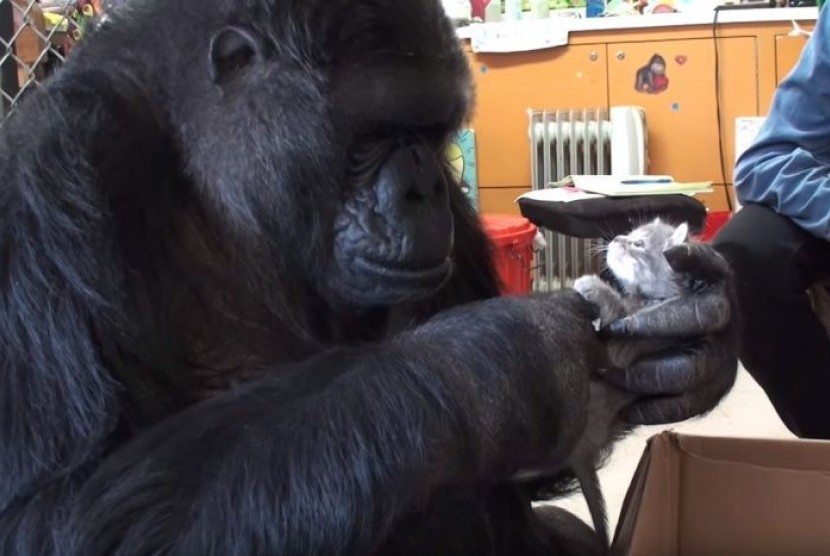 Koko si gorila memilih dua anak kucing untuk diadopsi dengan menandatangani kata ‘kucing’ dan ‘bayi’. 