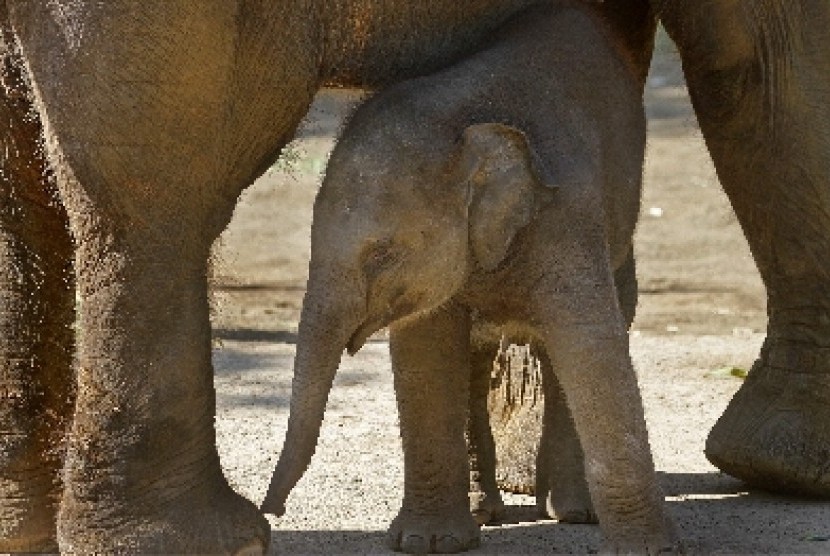 Koleksi Gajah Sumatera di Batu Secret Zoo.