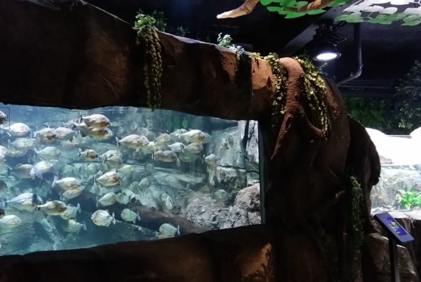 Koleksi hewan laut di Jakarta Aquarium, Jakarta Barat.