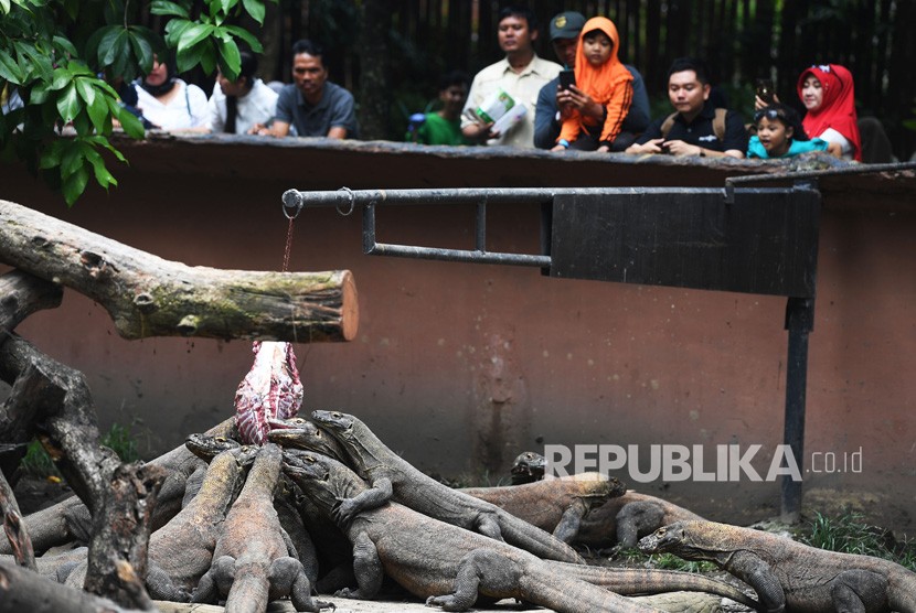 Kebun Binatang Surabaya bersiap untuk buka kembali dengan menerapkan protokol kesehatan yang ketat. Foto, pengunjung menyaksikan koleksi Komodo di Kebun Binatang Surabaya (ilustrasi) 