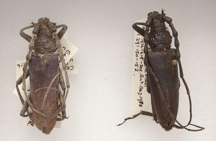 Koleksi kumbang di NHM London.