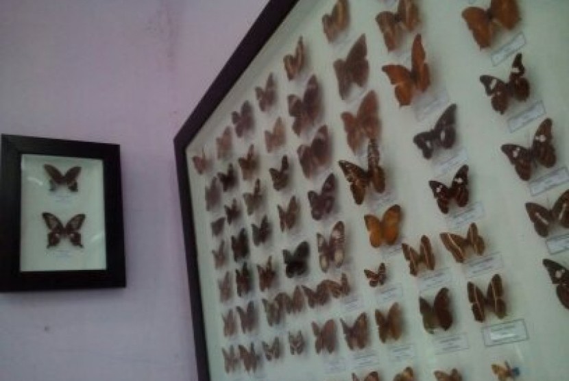 Koleksi kupu-kupu di TN Bantimurung Bulusaraung