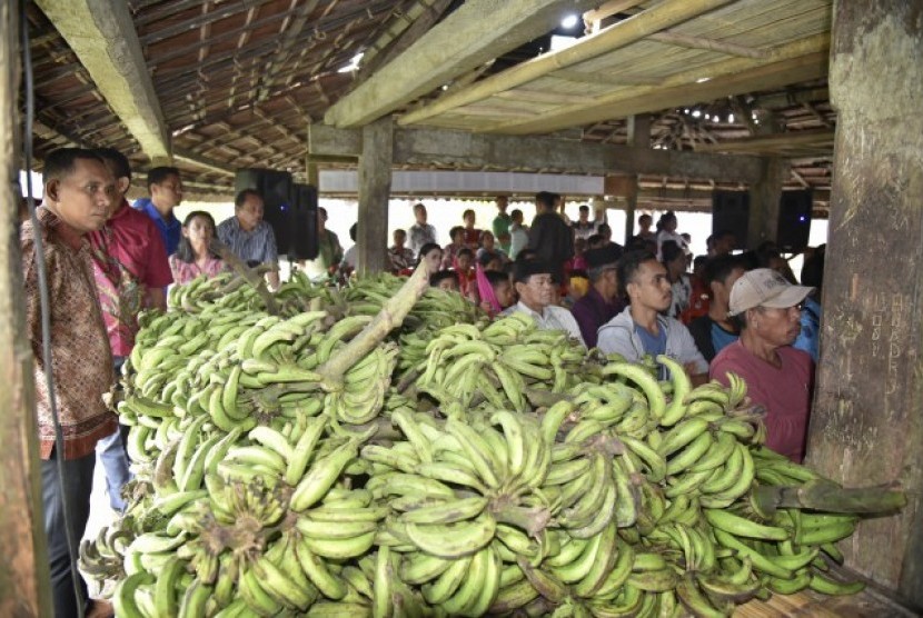 Komoditas pisang di Halmahera Barat (Halbar), Maluku Utara. 