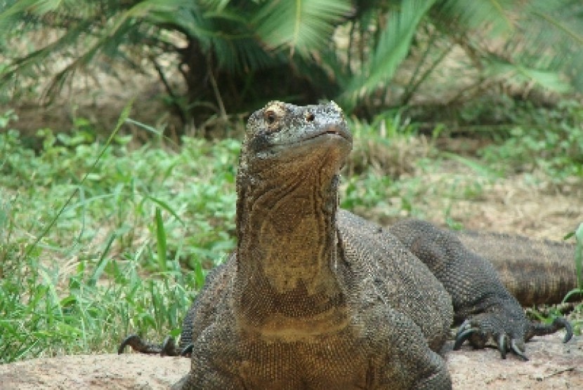 Komodo