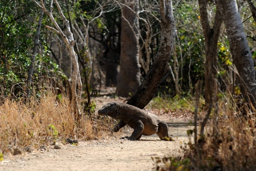 Komodo passes in National Parks in Komodo Island in East Nusa Tenggara (illustration)