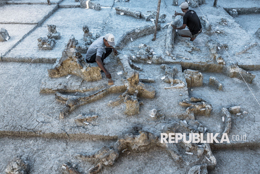 Komunitas Peduli Fosil Banjarejo melakukan konservasi fosil di bawah pengawasan Balai Pelestarian Situs Manusia Purba (BPSMP) Sangiran, di lokasi situs penemuan fosil gajah purba di Desa Banjarejo, Gabus, Grobogan, Jawa Tengah, Senin (31/7). 
