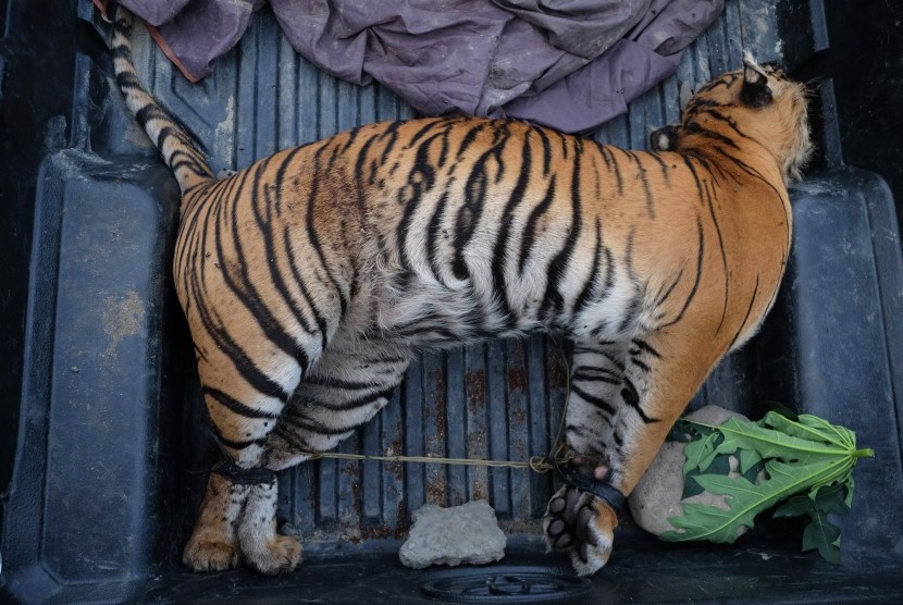 Kondisi bangkai Harimau Sumatera (Panthera tigris sumatrae) betina berumur 13 tahun saat dibawa ke kantor Balai Pengamanan dan Penegakan Hukum LHK Wilayah Sumatera, di Medan, Sumatera Utara, Minggu (27/8).