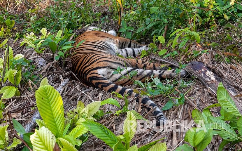 Kondisi bangkai harimau Sumatra saat ditemukan di perkebunan masyarakat (ilustrasi).