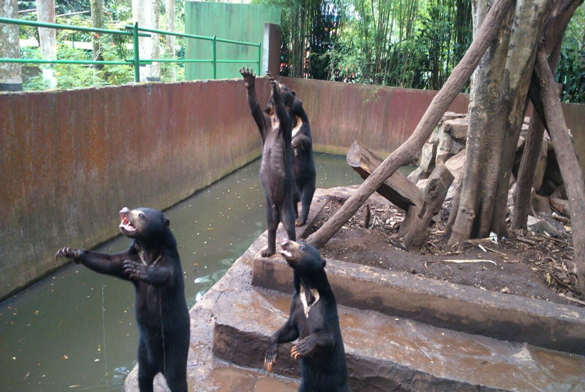 Kondisi Beruang Madu di Kebun Binatang Bandung, memprihatinkan, salah satu beruang terlihat sangat kurus. Mereka, berebut makanan saat ada pengunjung yang melemparkan makanan, Rabu (18/1).