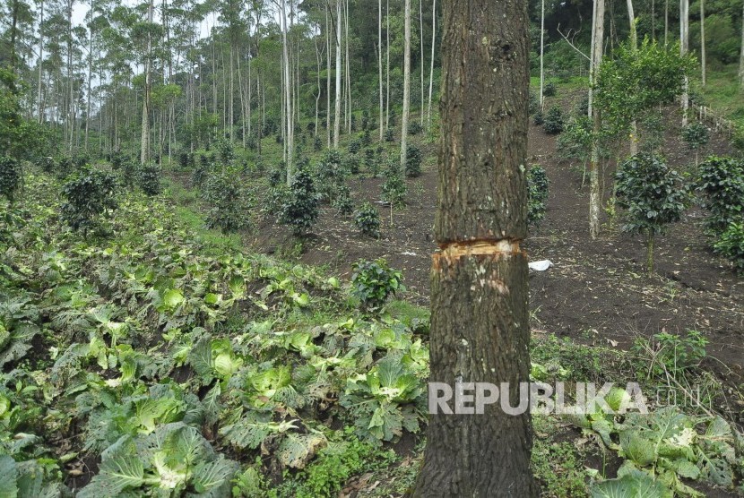 Kondisi hutan di hulu sungai Cikamir yang rusak akibat hujan deras di Pasirwangi, Kabupaten Garut, Sabtu (24/9). Pemicu banjir bandang di Kabupaten Garut dikarenakan rusaknya hulu sungai Cikamiri. (Mahmud Muhyidin)