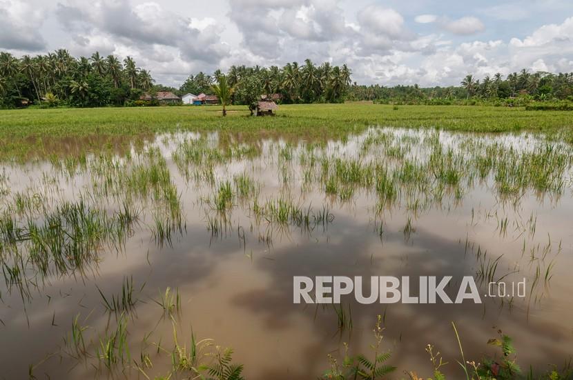 Kondisi sawah yang terendam banjir di Carita, Pandeglang, Banten, Sabtu (19/3/2022). Kenaikan suhu meningkatkan risiko gagal panen di daerah pertanian paling subur di dunia. 