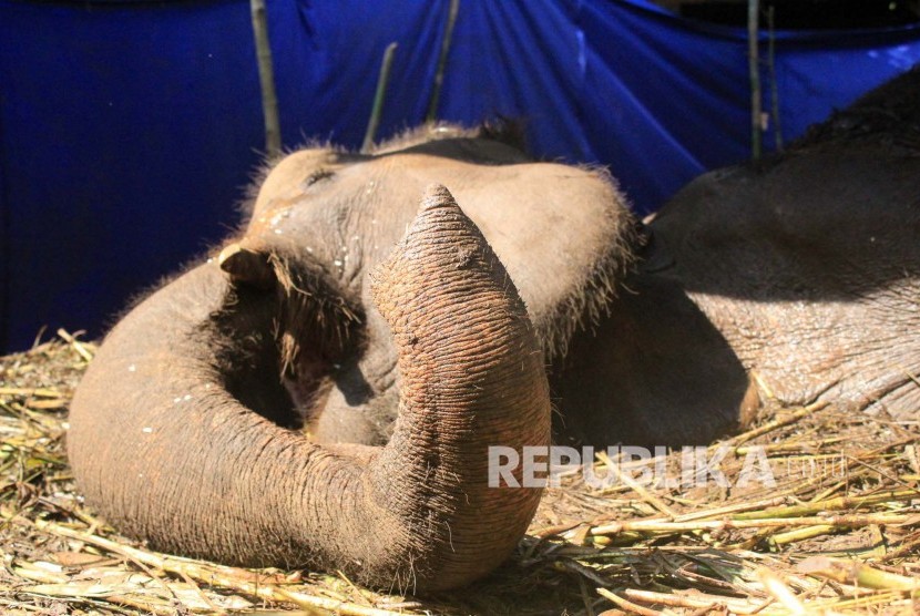  Kondisi Yani, gajah Lampung di Kebun Binatang milik Yayasan Margasatwa Tamansari Bandung itu kian memburuk setiap harinya, Rabu (11/5). 