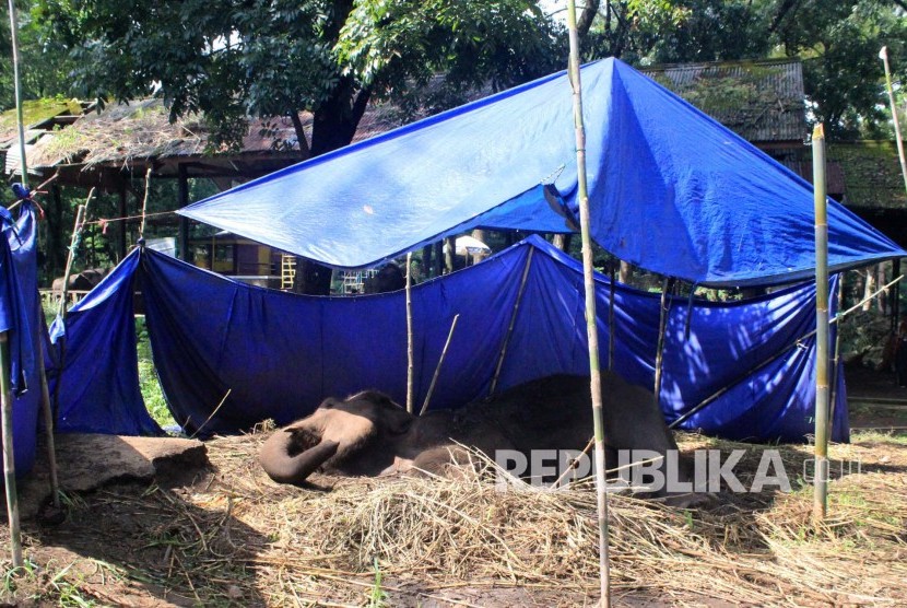  Kondisi Yani, gajah Lampung di Kebun Binatang milik Yayasan Margasatwa Tamansari Bandung itu kian memburuk setiap harinya dan hanya ditutupi kain terpal, Rabu (11/5). 