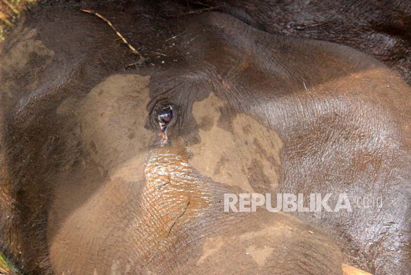 Kondisi Yani, gajah Lampung di Kebun Binatang milik Yayasan Margasatwa Tamansari Bandung itu kian memburuk setiap harinya, Yani hanya bisa menangis, Rabu (11/5).  (Foto : Dede Lukman Hakim)