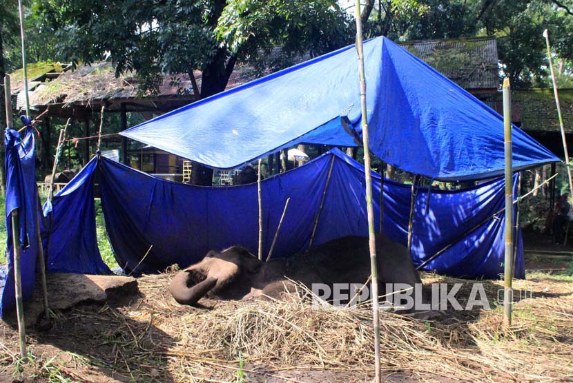 Kondisi Yani, gajah Lampung di Kebun Binatang milik Yayasan Margasatwa Tamansari Bandung itu kian memburuk setiap harinya dan hanya ditutupi kain terpal, Rabu (11/5).  (Foto : Dede Lukman Hakim)