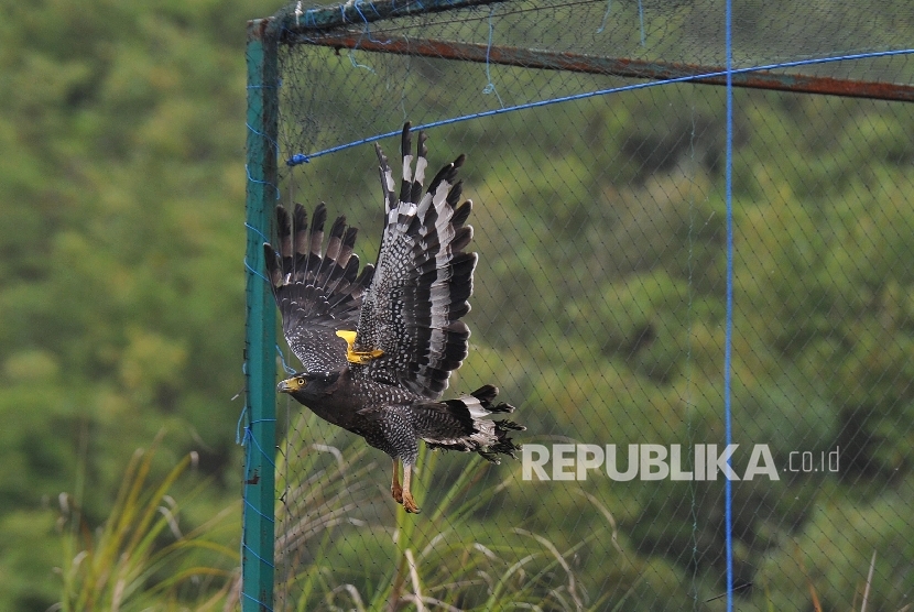 Konservasi Elang : Pusat Konservasi Elang Kamojang (PKEK) melepasliarkan sepasang Elang Ular Bido (Spilornis Cheela) di kawasan Hutan Kamojang, Kabupaten Garut, Jawa Barat, Kamis (19/10).