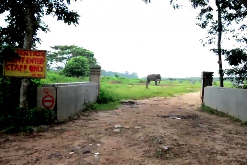 Konservasi gajah liar di Taman Nasional, Way Kambas, Lampung Timur