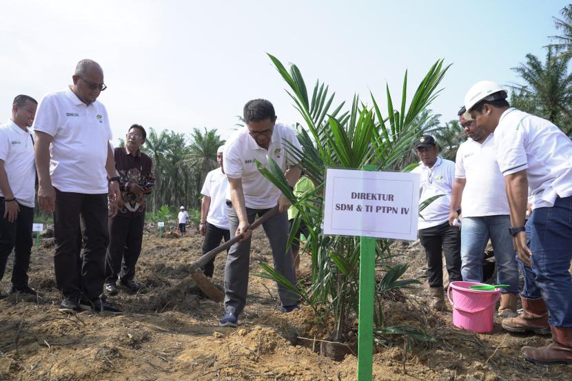 Konsisten meningkatkan perekonomian masyarakat, PTPN IV Regional I realisasikan 744,93 ha lahan peremajaan Sawit Rakyat sampai dengan Juli 2024.