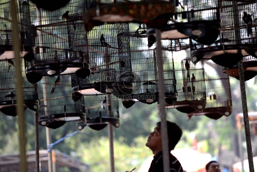 Kontes burung berkicau ini diadakan rutin oleh kelompok pehobi burung berkicau di Indonesia. 
