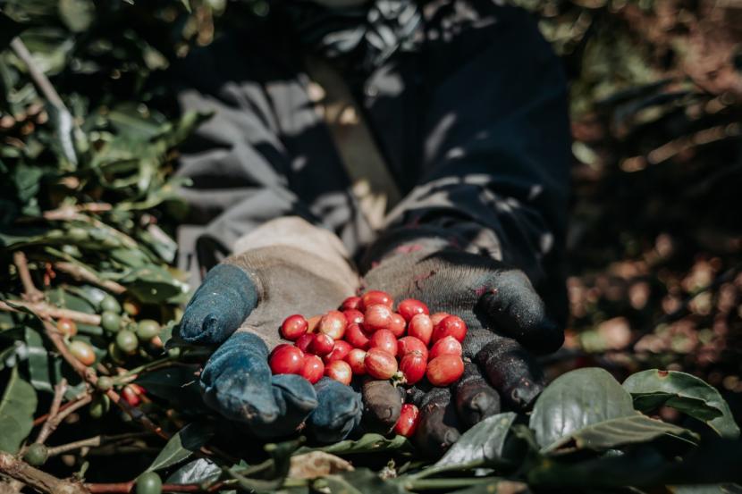 Kopi Indonesia memiliki tempat yang spesial bagi para penikmat kopi di pasar global