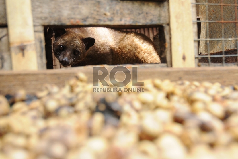 Kopi luwak berasal dari biji kopi pilihan hewan luwak.