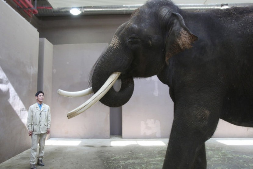 Koshik, a 22-year-old Asian elephant, puts his trunk in his mouth to modulate sound next to his chief trainer Kim Jong-gab at the Everland amusement park in Yongin, South Korea, Friday, Nov. 2, 2012.   