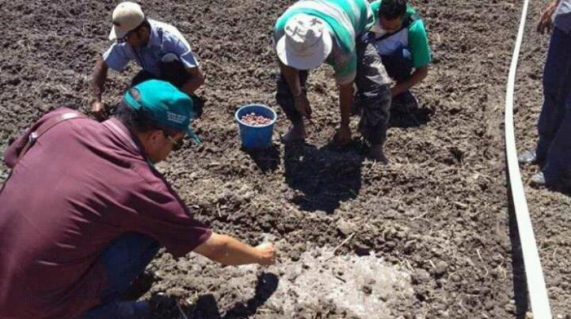 Kostratani Manggarai dorong percepatan tanam bawang merah. Ini menjadikan NTT sebagai sentra bawang merah baru di Indonesia.