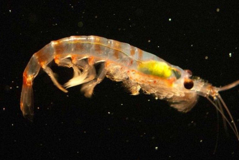 Krill telah mengejutkan sains dengan kemampuannya mengurai sampah plastik.
