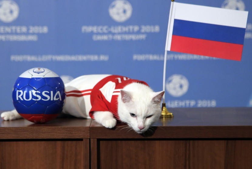  Kucing Achilles menebak hasil pertandingan Rusia lawan Arab Saudi di St.Petersburg, Rusia, Rabu (13/6). 