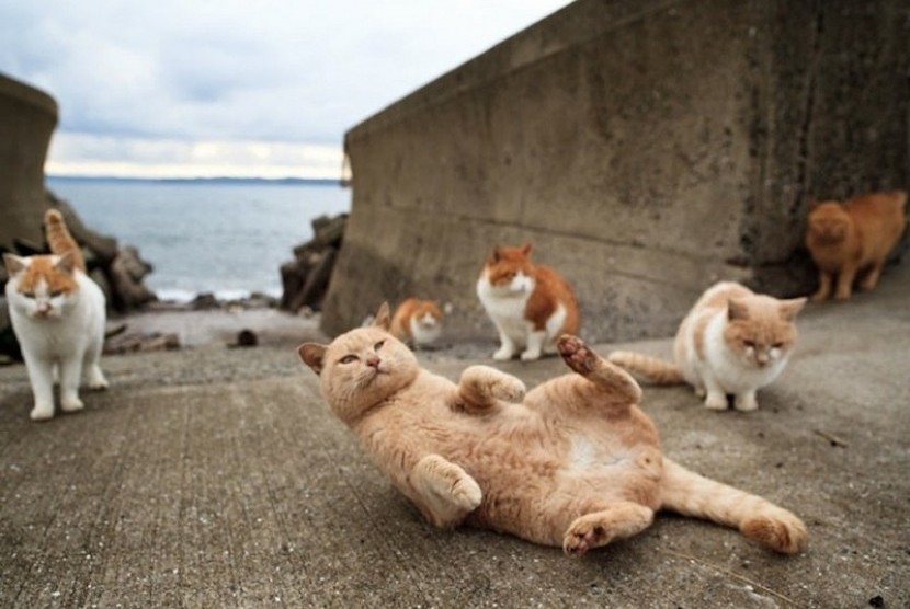 kucing berkeliaran di Pulau Tashirojima, Jepang atau Cat Island
