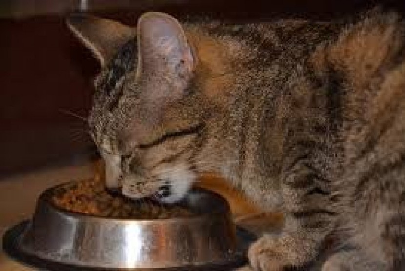 Kucing sedang menyantap makanan yang disediakan pemiliknya. Muslim perlu memastikan makanan kucingnya halal karena sebab tertentu.