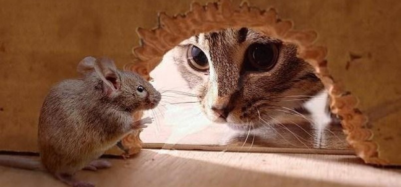 kucing dan tikus