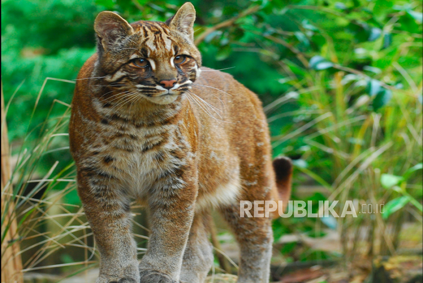Kucing Emas Sumatra dan Persaingannya di Belantara Hutan