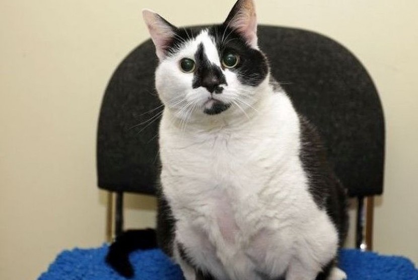 Kucing gemuk Paisley di Inggris