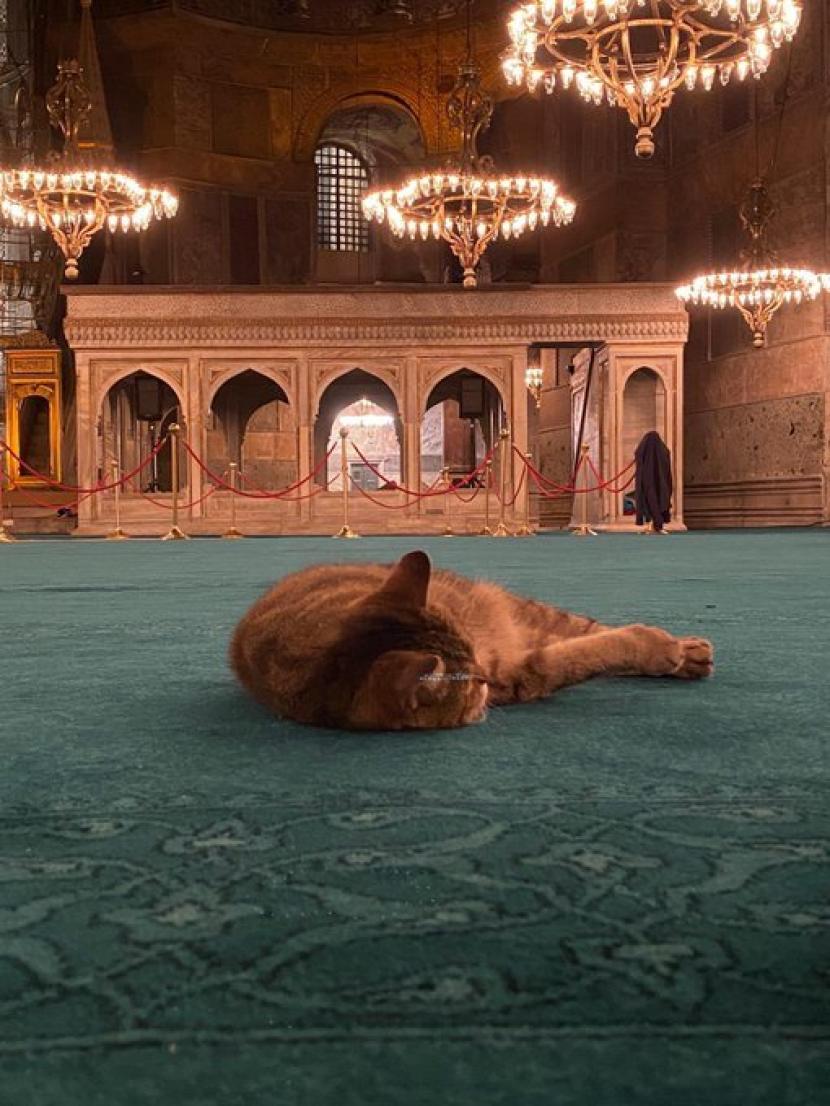 Kucing Glie di Hagia Sophia.