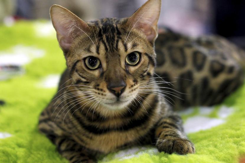 Hari Kucing Sedunia: Fakta Menarik Soal Kucing