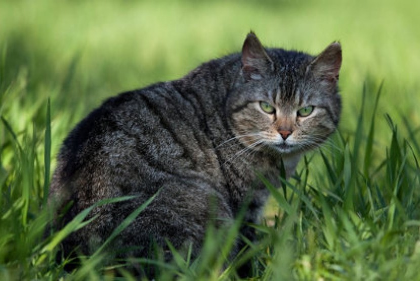 Kucing peliharaan (ilustrasi)