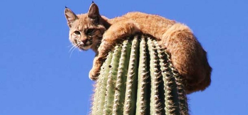 Kucing rela berdiam diri di bawah pohon berduri kaktus demi menghindari kejaran Singa.