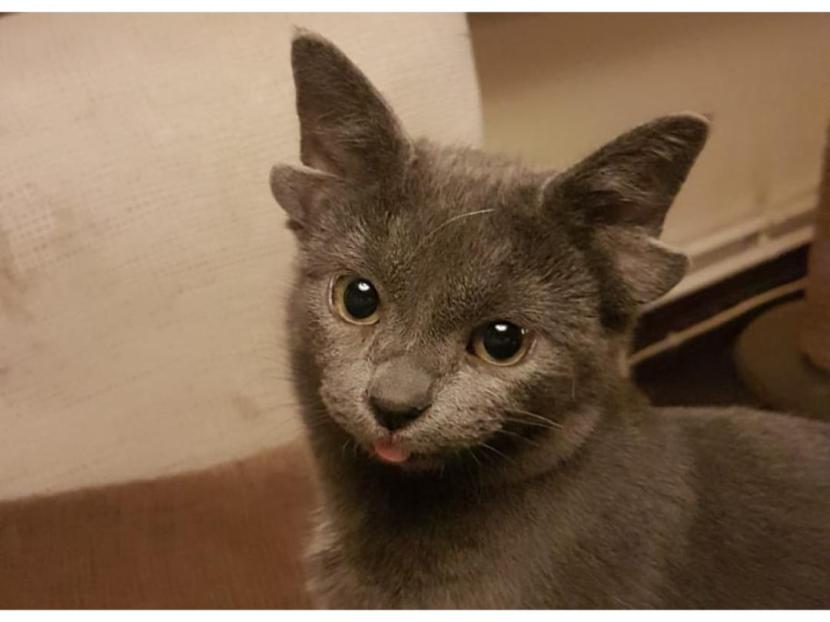 Kucing unik bernama Mdas yang memiliki 4 daun telinga.