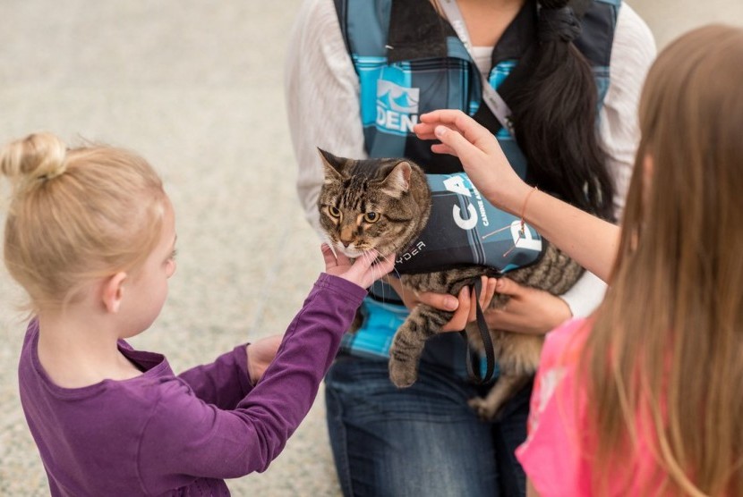 Kucing Xeli membantu penumpang melepaskan ketegangan di Bandara Denver, AS.