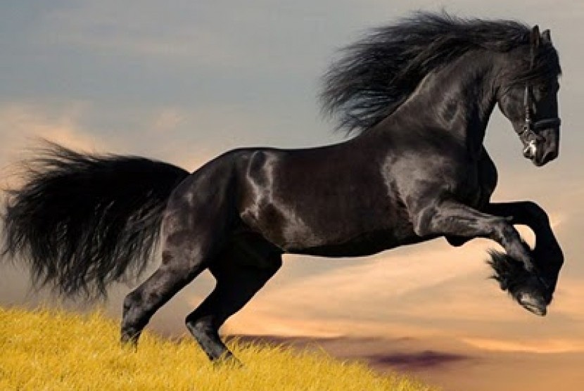 Kuda Arab