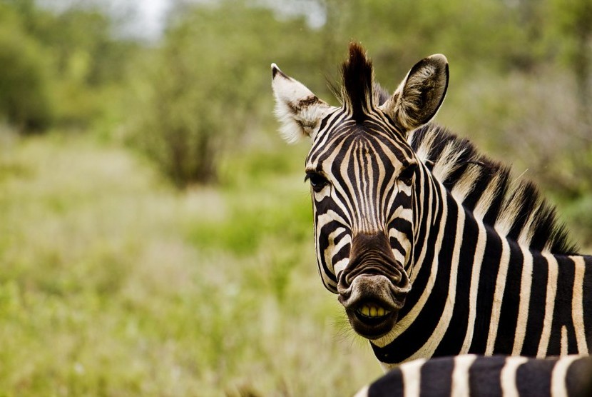 Kuda Zebra
