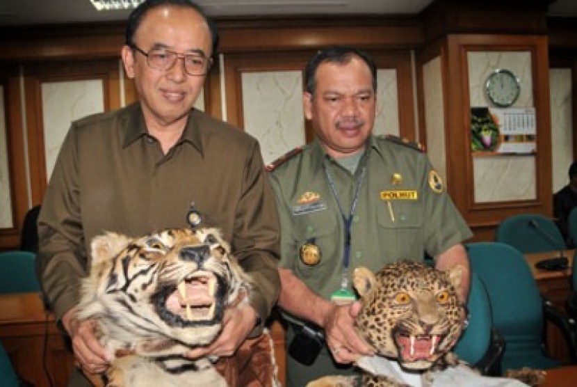Kulit harimau, barang bukti hasil operasi satwa liar ilegal.