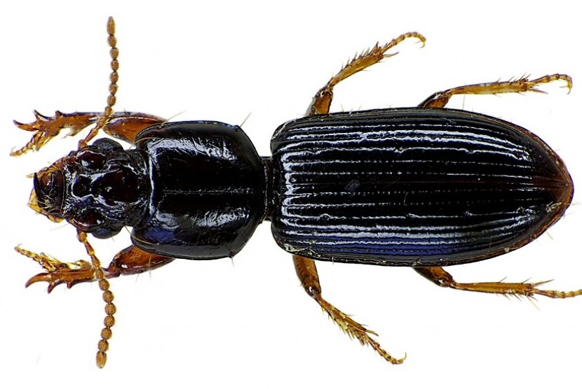 Kumbang tanah (ilustrasi)
