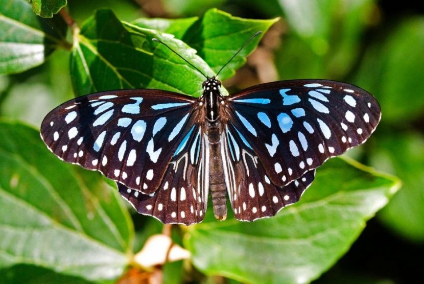 Kupu-kupu jenis ‘harimau biru’.